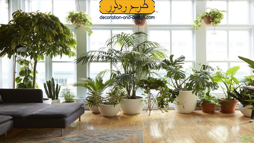آبیاری و تغذیه مناسب در طراحی داخلی گلخانه منزل
