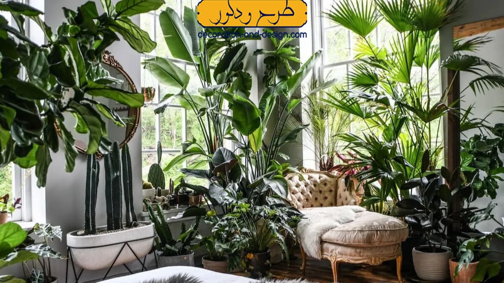 شفلرا (Schefflera) در طراحی داخلی گلخانه منزل