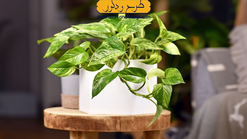 پوتوس (Pothos) در دکوراسیون داخلی گلخانه منزل